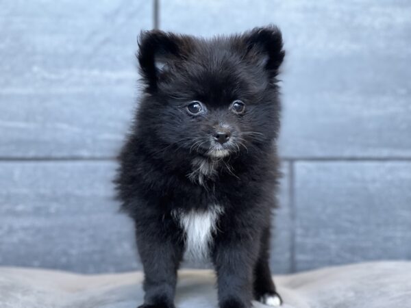 [#252791-05]  - Black F Pomeranian Puppies for Sale