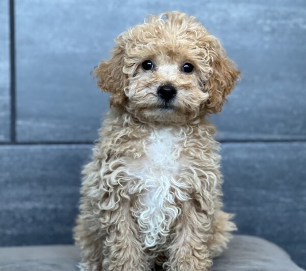 [#252749-03]  - Buff / White F Bichapoo Puppies for Sale