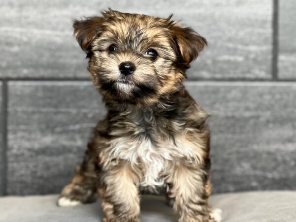 [#252761-06]  - Brown / White F Shiranian Puppies for Sale