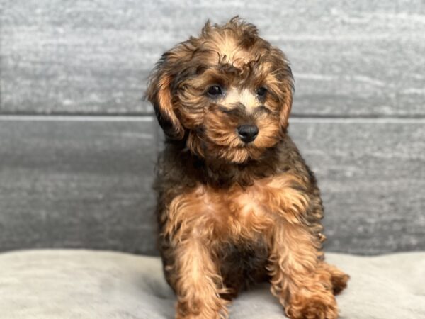 [#252595-02]  - Black / Tan M Yorkiepoo Puppies for Sale