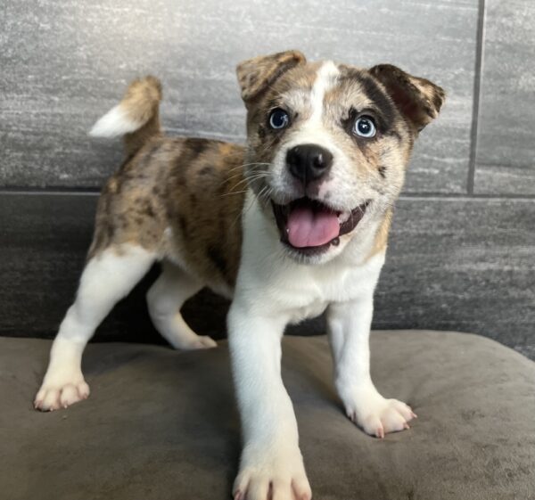 [#M11919]  - Brown and White M Designer Breed Puppies for Sale