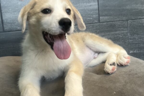 [#25473-01]  - M Great Pyrenees Puppies for Sale