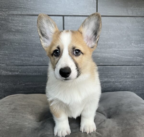 [#25527-01]  - M Pembroke Welsh Corgi Puppies for Sale