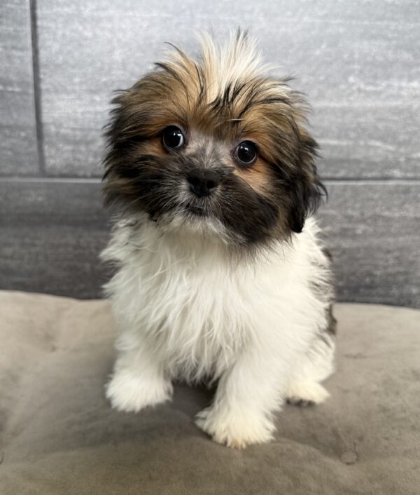 [#252761-06]  - Brown / White F Shiranian Puppies for Sale