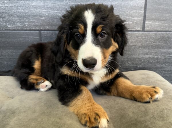 [#M12029]  - Black and White F Miniature Bernedoodle Puppies for Sale