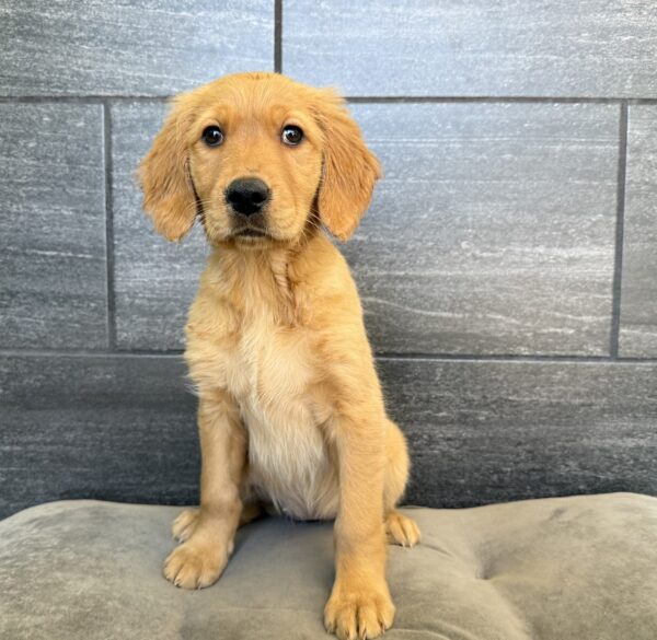 [#25316-04]  - Golden F Golden Retriever Puppies for Sale