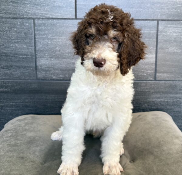 [#M11639]  - Brown and White M Standard Poodle Puppies for Sale