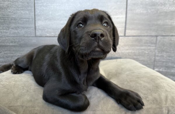 [#25334-03]  - Black M Labrador Retriever Puppies for Sale
