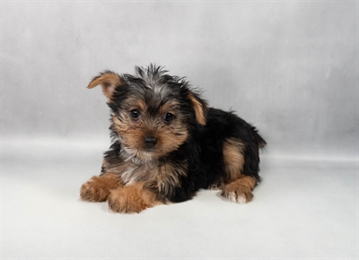 [#M10836]  - Black and Tan M Yorkshire Terrier Puppies for Sale