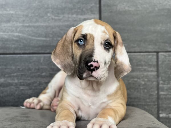 [#M11729]  - Merlequin F Great Dane Puppies for Sale