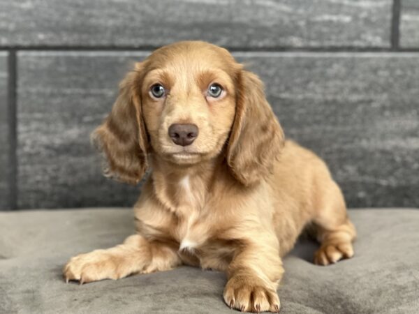 [#25513-03]  - M Dachshund Puppies for Sale