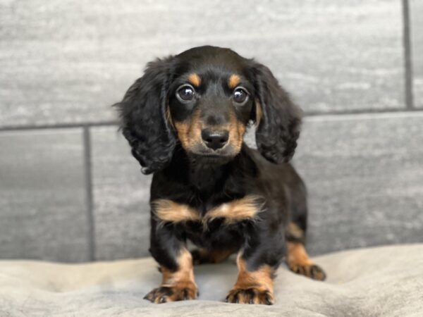 [#M11159]  - Black and Tan M Dachshund Puppies for Sale
