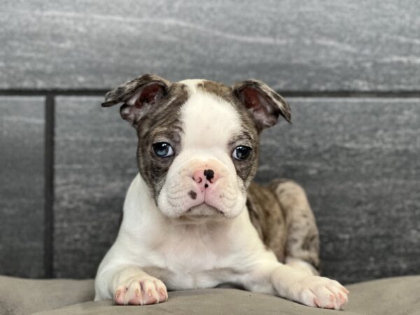 [#252672-01]  - Blue Merle / White M Boston Terrier Puppies for Sale