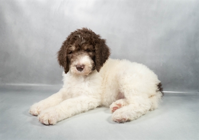 [#M11639]  - Brown and White M Standard Poodle Puppies for Sale