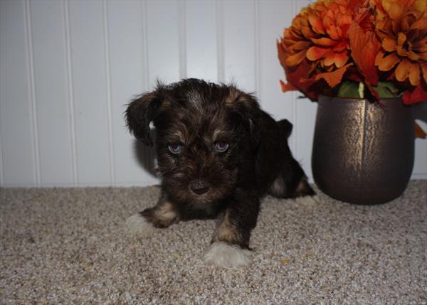 [#252958-03]  - Chocolate F Miniature Schnauzer Puppies for Sale