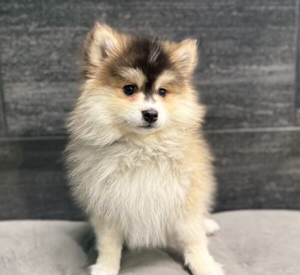 [#252818-03]  - Black / Brown F Pomsky 2nd Gen Puppies for Sale