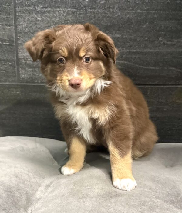[#252877-04]  - Red F Miniature Australian Shepherd Puppies for Sale