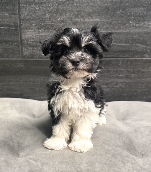 [#252925-05]  - Black / White F Havanese Puppies for Sale