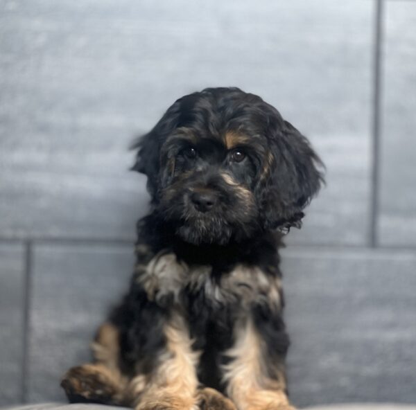 [#252627-03]  - Black / Brown M Cavapoo Puppies for Sale