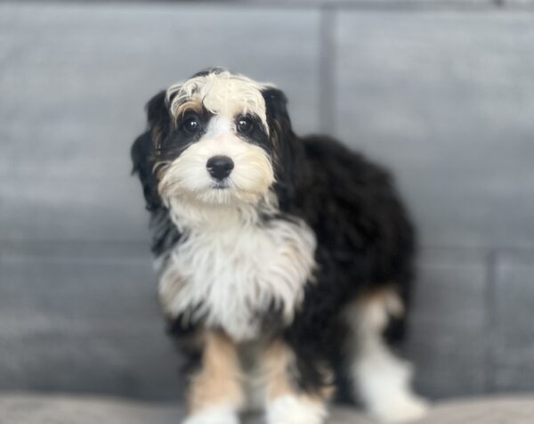 [#252407-08]  - Black Tan / White F Bernedoodle Mini Puppies for Sale
