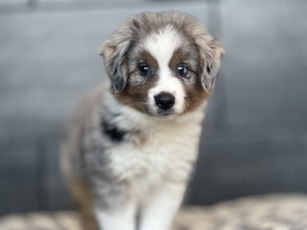[#M11951]  - Blue Merle White and Tan M Toy Australian Shepherd Puppies for Sale