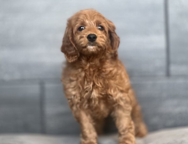 [#25530-05]  - F Goldendoodle Mini Puppies for Sale