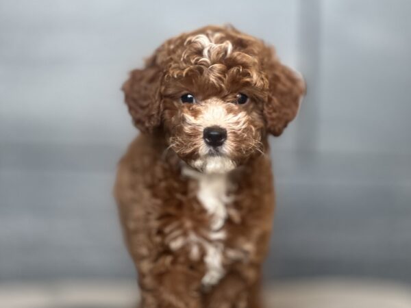 [#252811-05]  - Red / White F Poodle Puppies for Sale