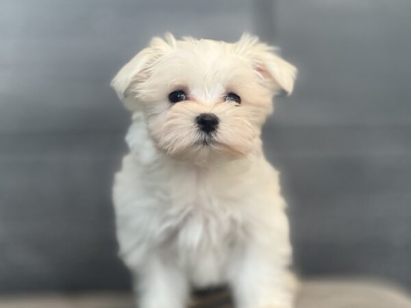 [#252765-02]  - White M Maltese Puppies for Sale