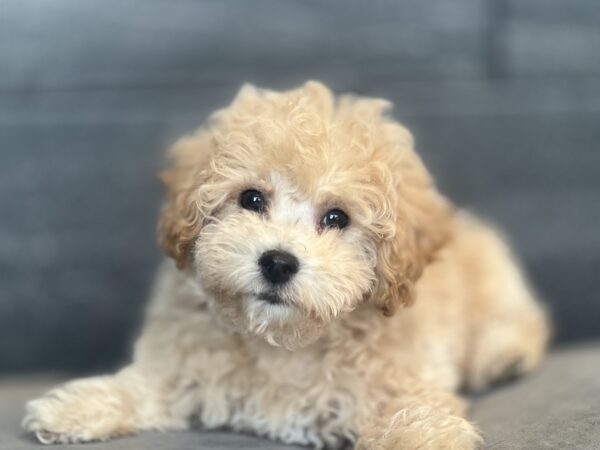 [#252681-04]  - Apricot M Bichapoo Puppies for Sale