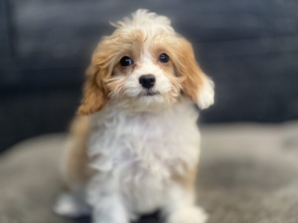 [#252515-04]  - Red / White F Cavapoo Puppies for Sale