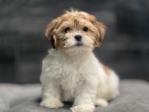 [#252548-04]  - Brown / White M Teddy Bear Puppies for Sale