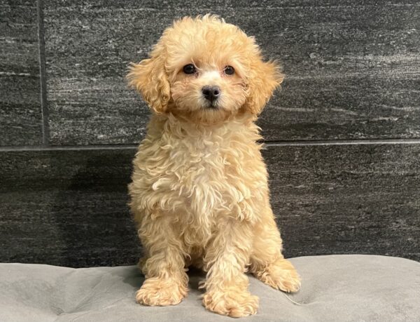 [#252608-02]  - Apricot F Poodle Puppies for Sale