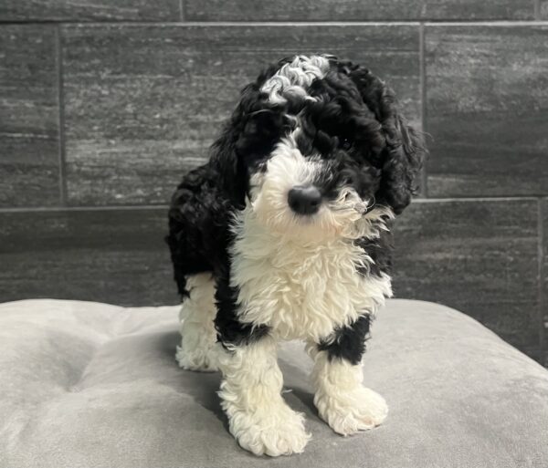 [#25545-01]  - Black / White F Aussiedoodle Mini Puppies for Sale
