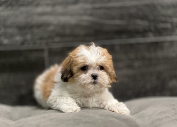 [#252820-03]  - Brown / White F Teddy Bear Puppies for Sale