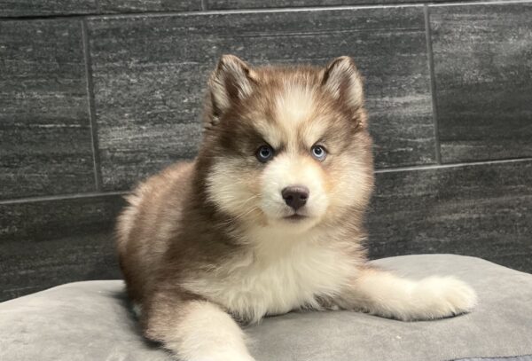 [#M11981]  - Red and White M Siberian Husky Puppies for Sale