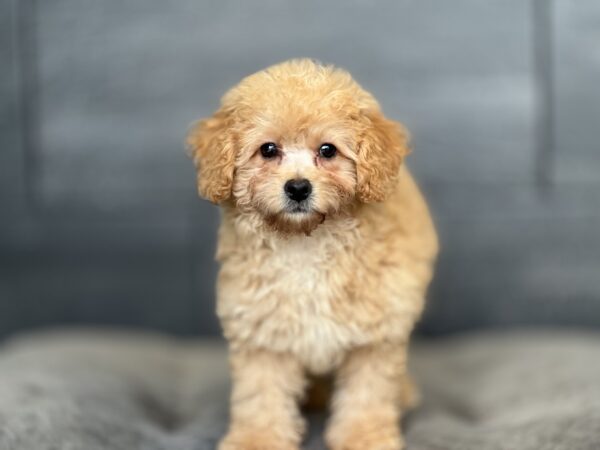 [#252608-02]  - Apricot F Poodle Puppies for Sale