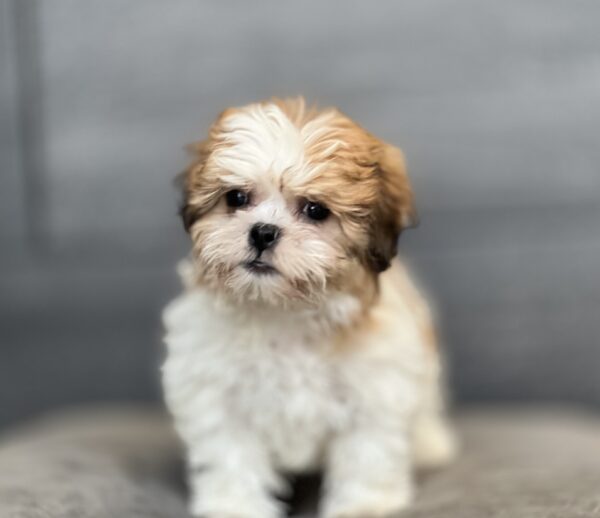 [#252820-03]  - Brown / White F Teddy Bear Puppies for Sale