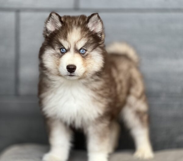 [#M11981]  - Red and White M Siberian Husky Puppies for Sale