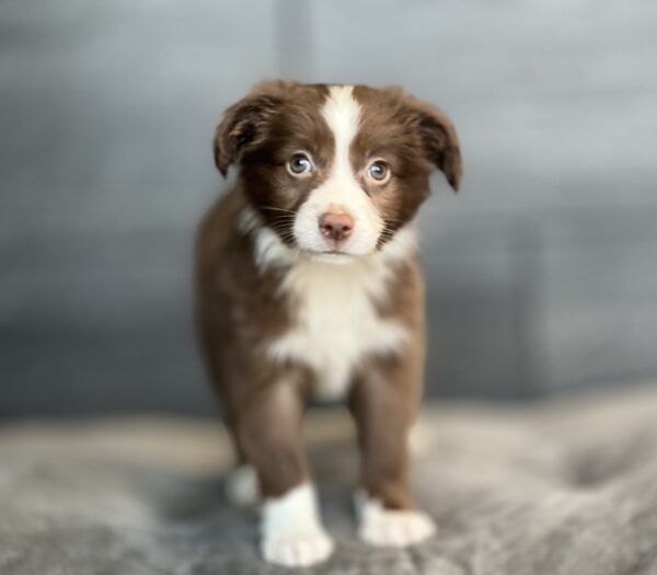 [#252986-01]  - Red / White M Miniature Australian Shepherd Puppies for Sale