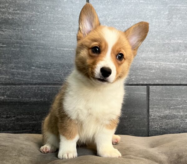 [#253000-02]  - Red / White F Pembroke Welsh Corgi Puppies for Sale