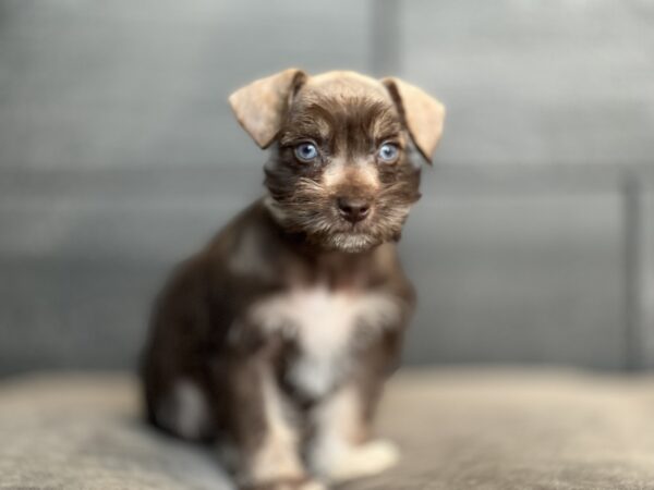 [#252958-03]  - Chocolate F Miniature Schnauzer Puppies for Sale