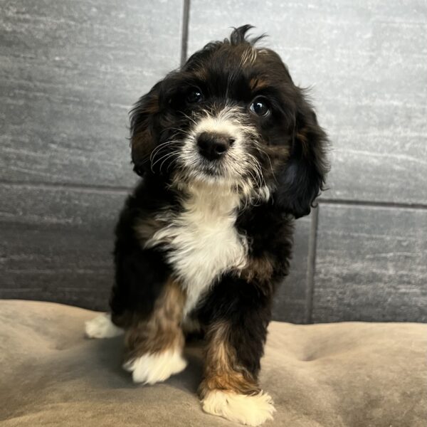[#252886-08]  - Black F Bernedoodle Mini Puppies for Sale