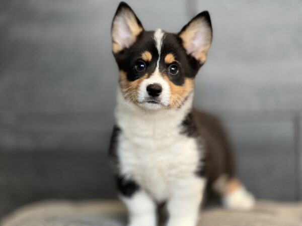 [#25201-01]  - Black White / Tan M Pembroke Welsh Corgi Puppies for Sale