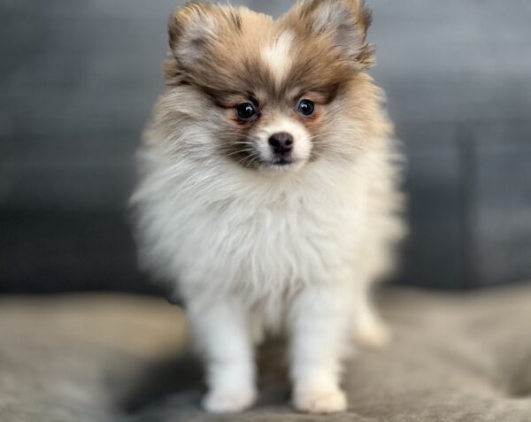 [#252985-01]  - Cream / White F Pomeranian Puppies for Sale