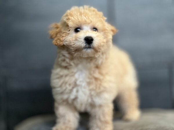 [#252769-04]  - Cream M Bichapoo Puppies for Sale