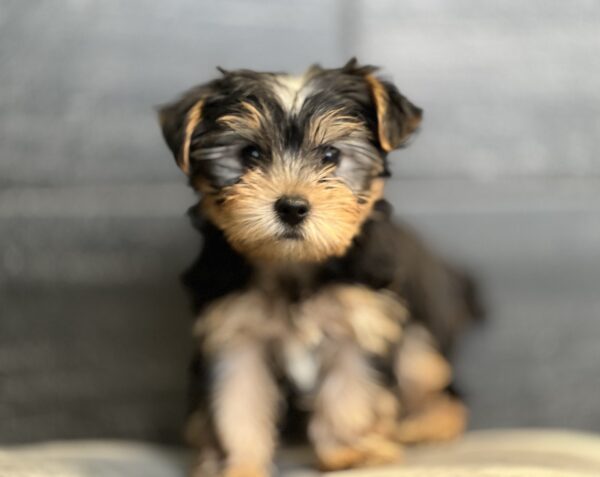 [#25802-03]  - Black / Tan M Yorkshire Terrier Puppies for Sale