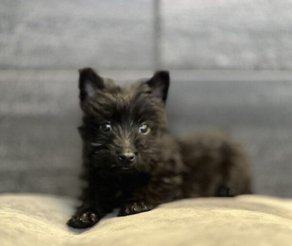 [#M12795]  - Black M Scottish Terrier Puppies for Sale