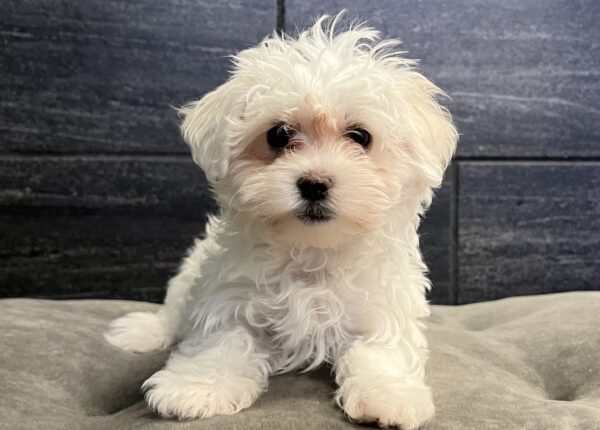 [#M15411]  - White F Maltese Puppies for Sale