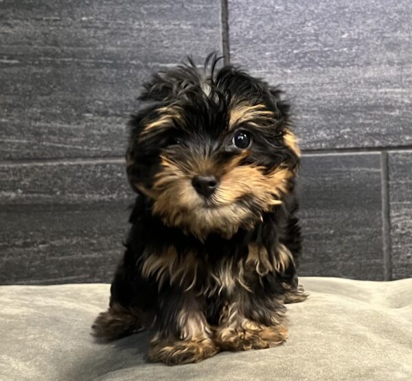 [#M14823]  - Black and Tan F Yorkiepoo Puppies for Sale