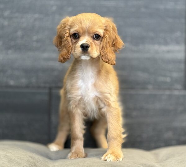 [#M12387]  - Golden F Cockalier Puppies for Sale